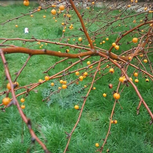 Malus toringo Habitatea