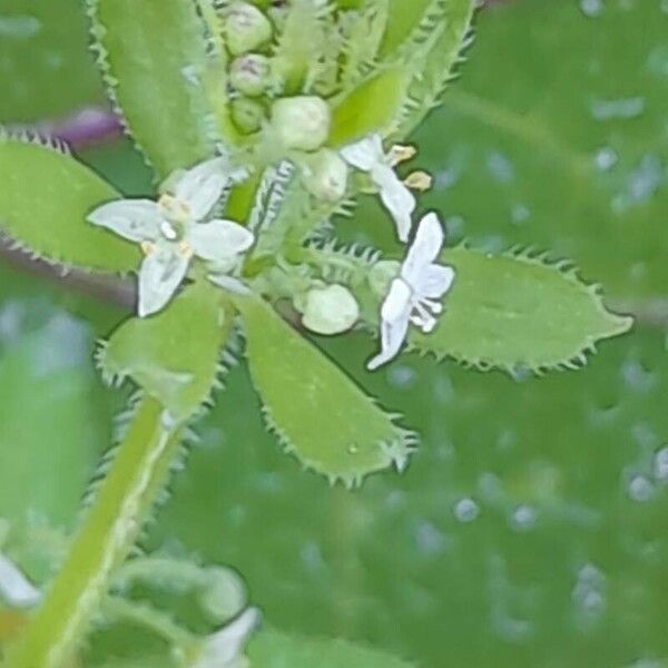 Galium tricornutum Blüte