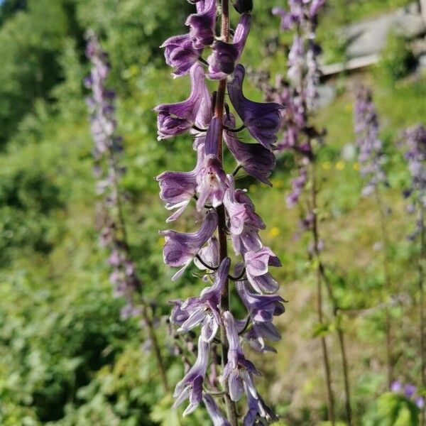 Aconitum septentrionale Flower