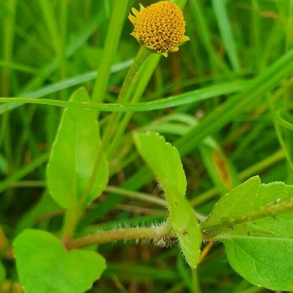 Acmella caulirhiza ഇല