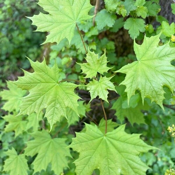 Acer platanoides Feuille