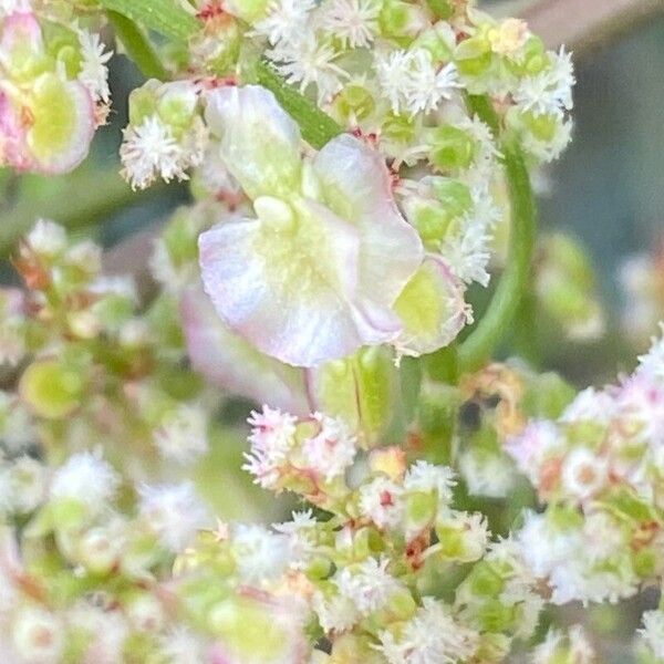 Rumex intermedius Blodyn