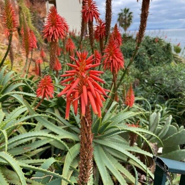 Aloe arborescens Blüte