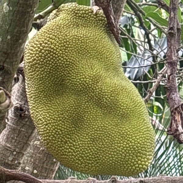 Artocarpus heterophyllus Fruit