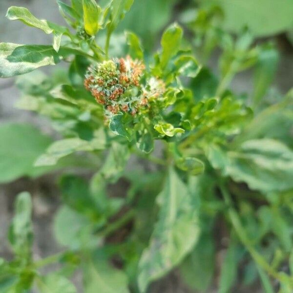 Reseda odorata Bloem