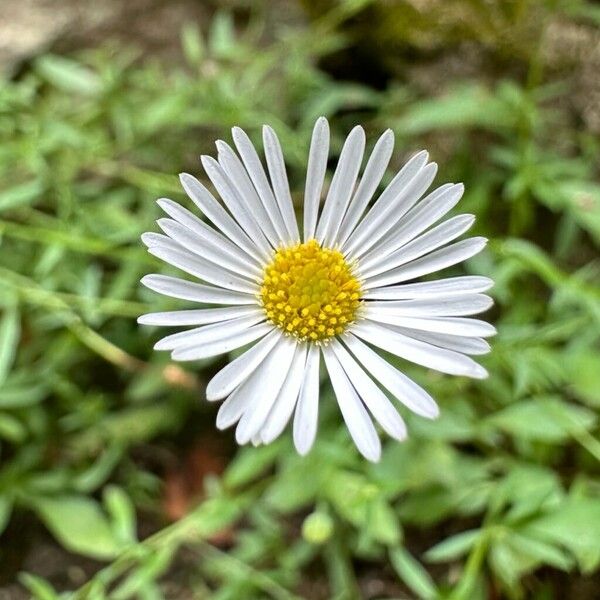 Erigeron karvinskianus 花