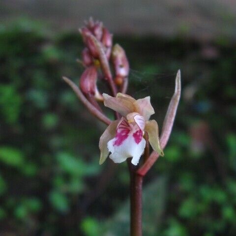 Oeceoclades maculata Цвят