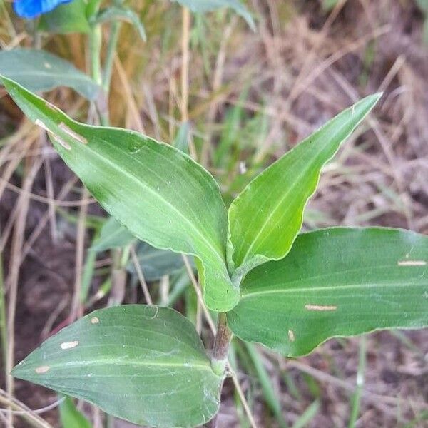 Commelina erecta Hoja