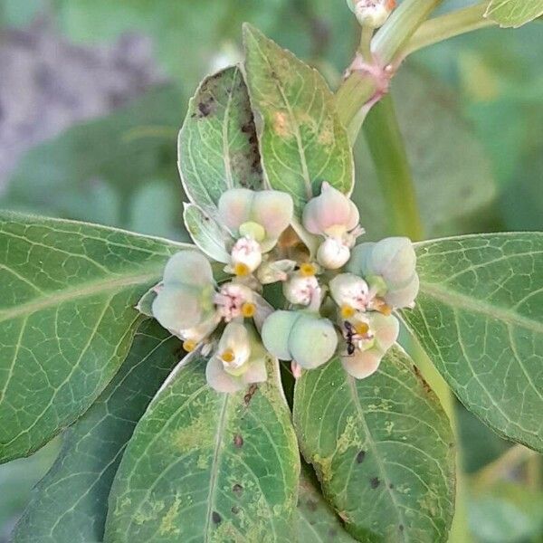 Euphorbia heterophylla Gyümölcs