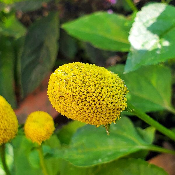 Acmella oleracea Floare