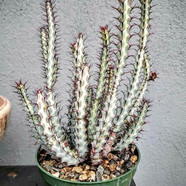 Euphorbia aeruginosa Blatt