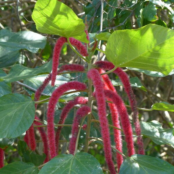 Acalypha hispida 花