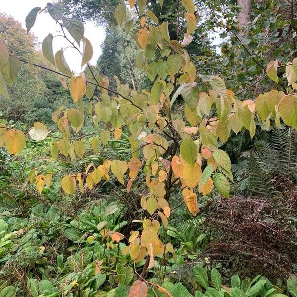 Davidia involucrata Fuelha