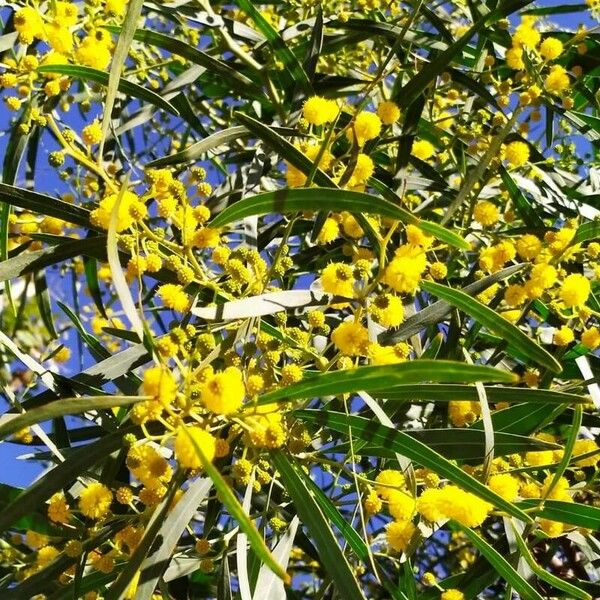 Acacia saligna Floare