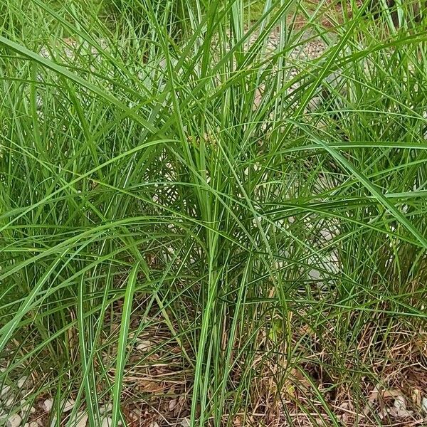 Carex emoryi Blad