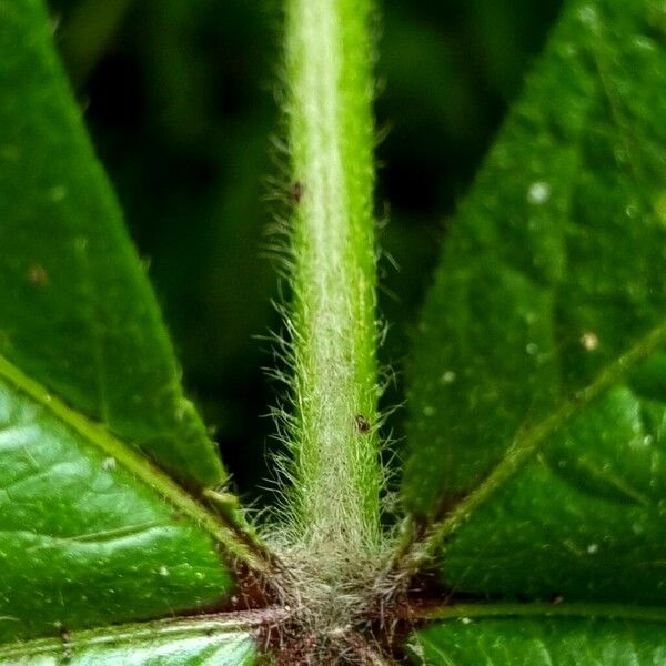 Malva verticillata Bark