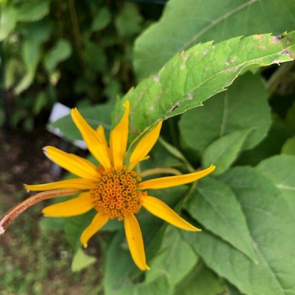 Heliopsis helianthoides Kwiat