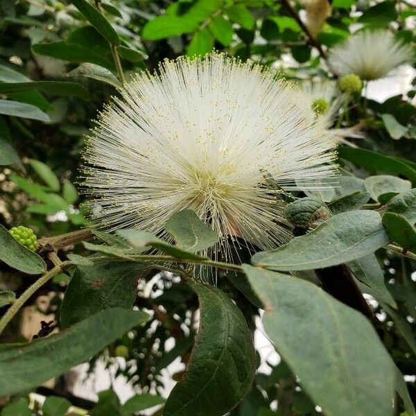 Calliandra haematocephala Blomst