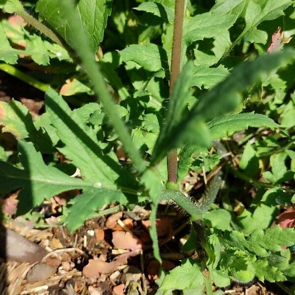 Papaver pinnatifidum 叶