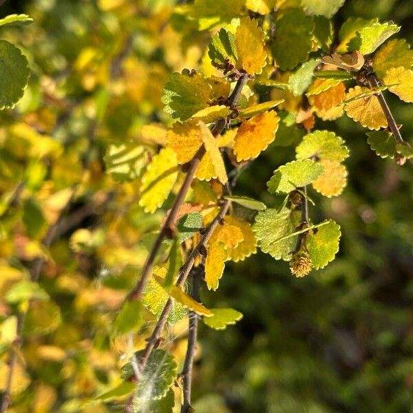 Betula nana Fuelha