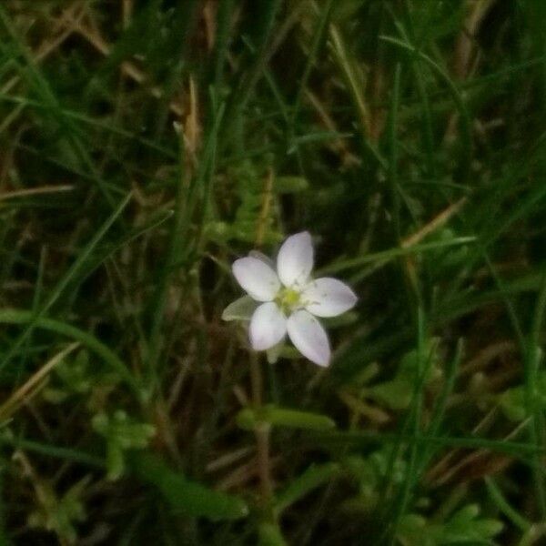 Spergularia marina Flower