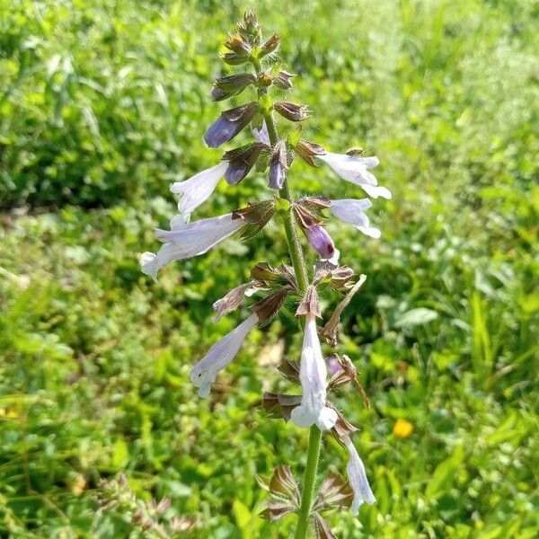 Salvia lyrata Flower