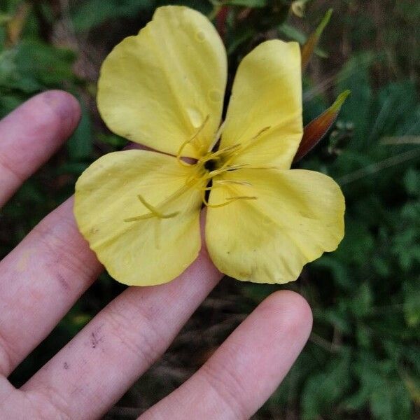 Oenothera × fallax Квітка