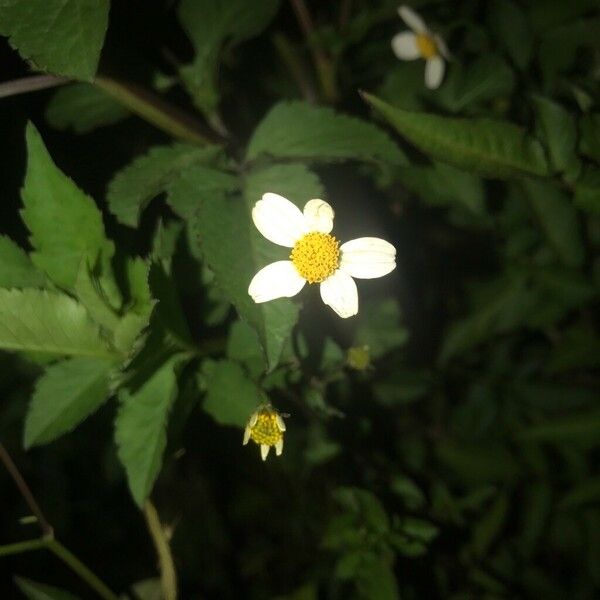 Bidens alba Flower