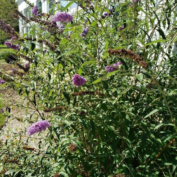 Buddleja davidii Bloem