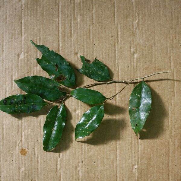 Hirtella bicornis برگ