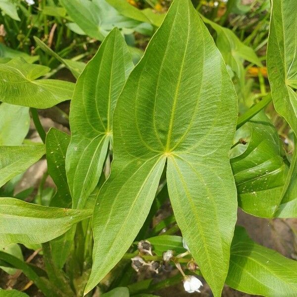 Sagittaria sagittifolia 葉