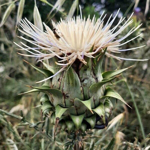 Cynara humilis Flor