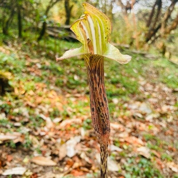 Arisaema speciosum Λουλούδι