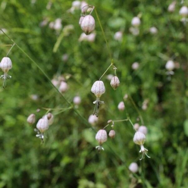 Silene fabarioides പുഷ്പം