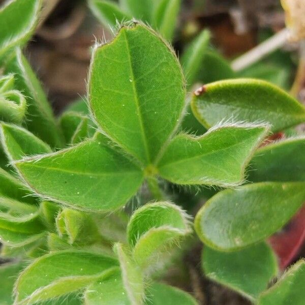 Chamaecytisus hirsutus Blad