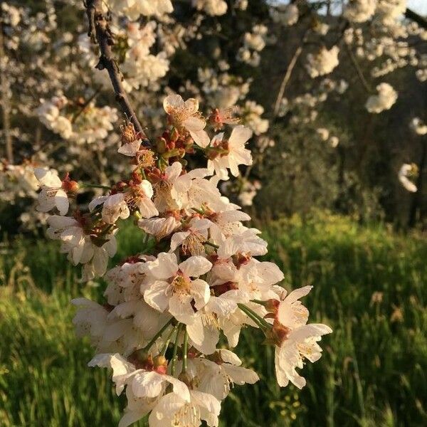 Prunus avium ফুল