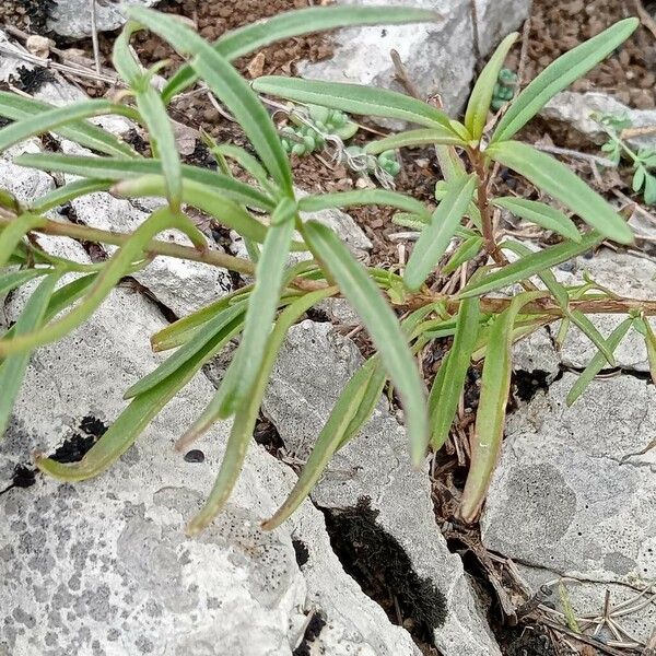 Misopates orontium Leaf