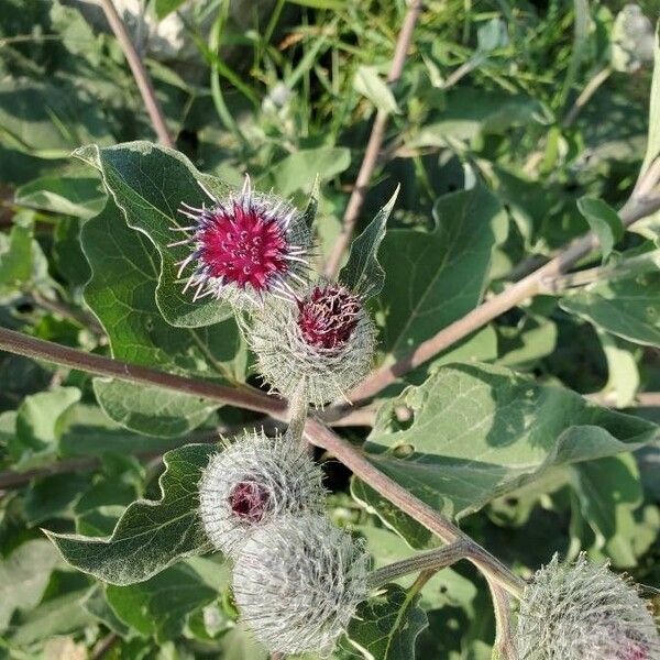 Arctium tomentosum Fleur