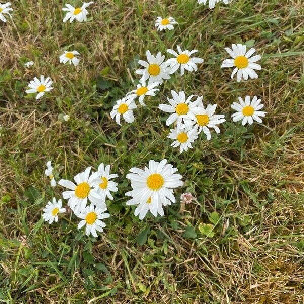 Leucanthemum vulgare অভ্যাস