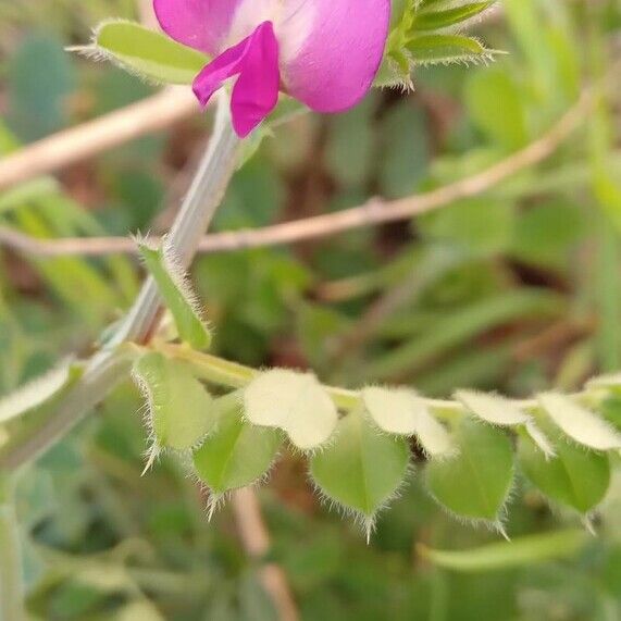 Vicia sativa Flor