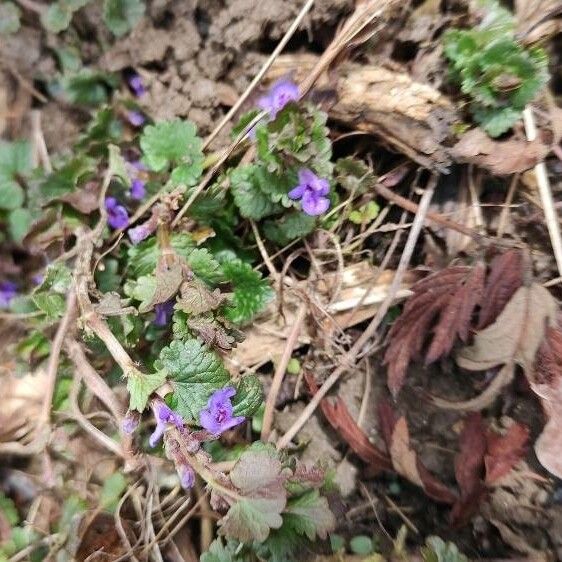 Glechoma hederacea Flors