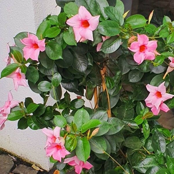 Mandevilla laxa Агульны выгляд