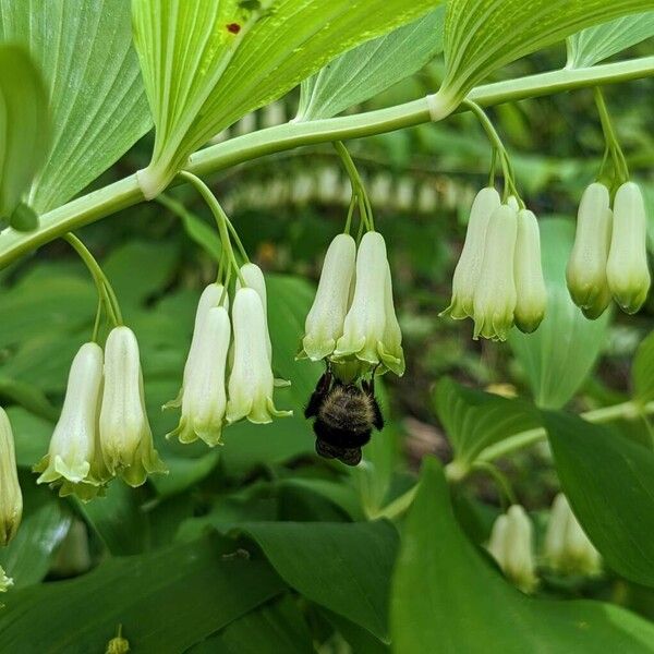 Polygonatum multiflorum Flower