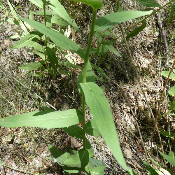 Hieracium umbellatum Lapas