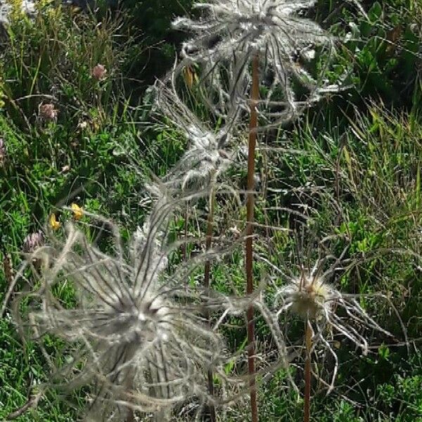 Pulsatilla alpina ᱡᱚ