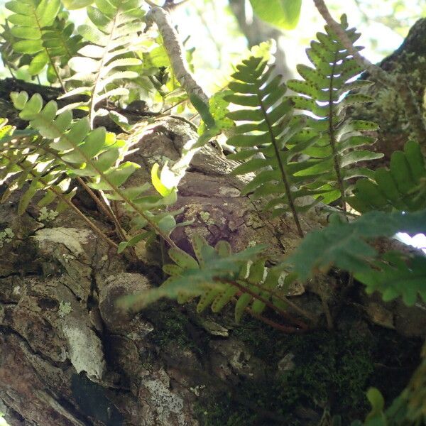 Pleopeltis polypodioides Leaf