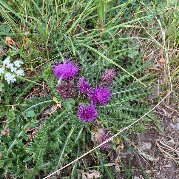 Cirsium acaulon 花