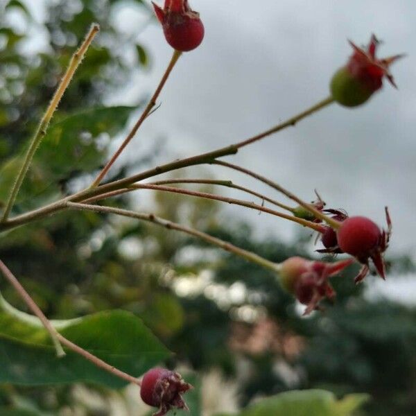 Amelanchier lamarckii ഫലം