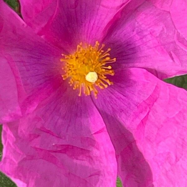 Cistus crispus Flower