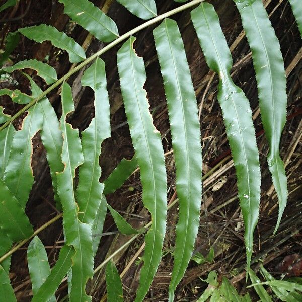 Stenochlaena tenuifolia Листок